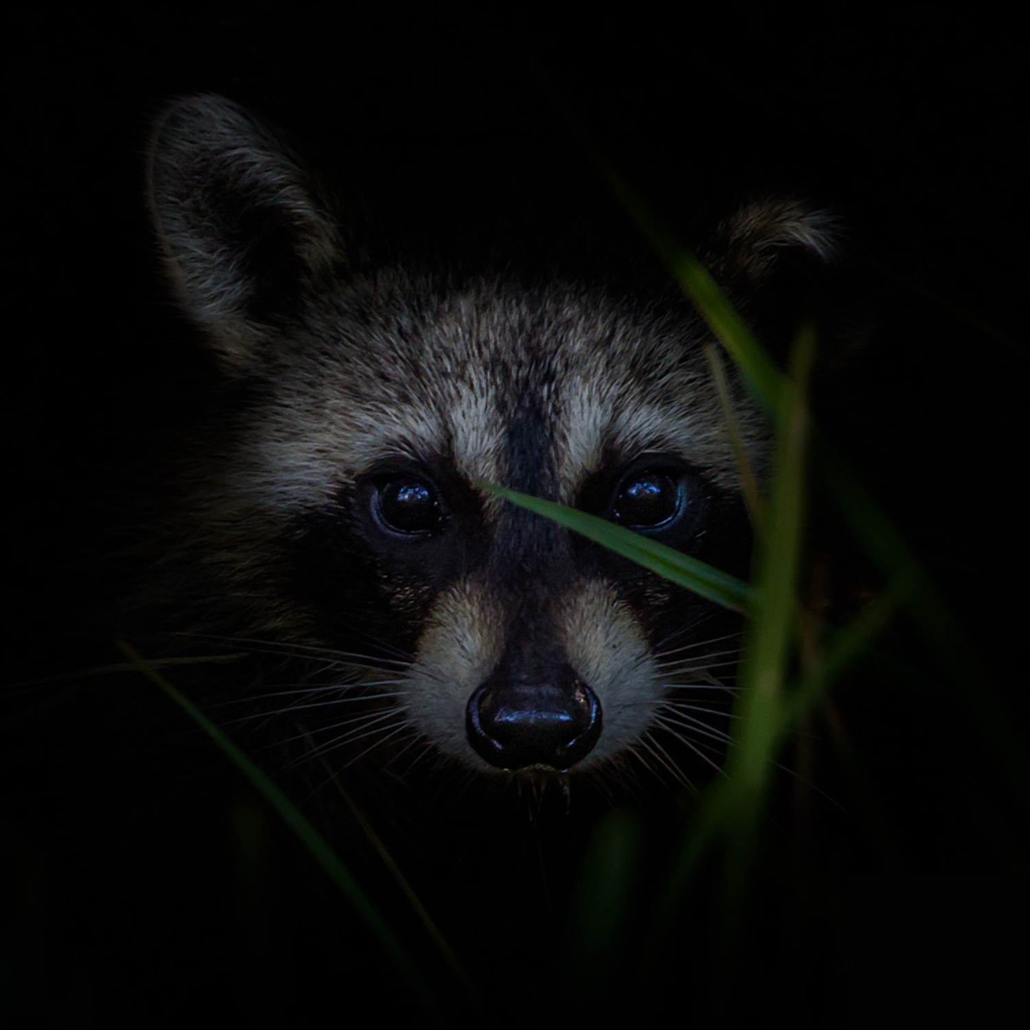 A raccoon